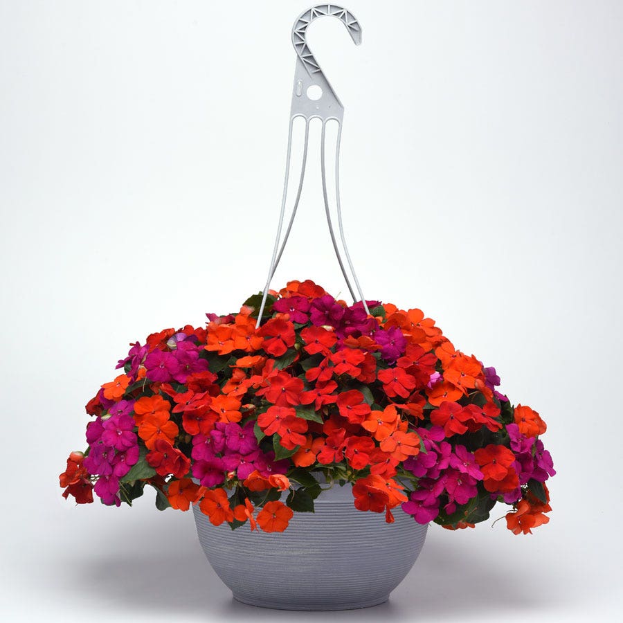 Beacon® Sanibel Mixture Hybrid Impatiens Seeds