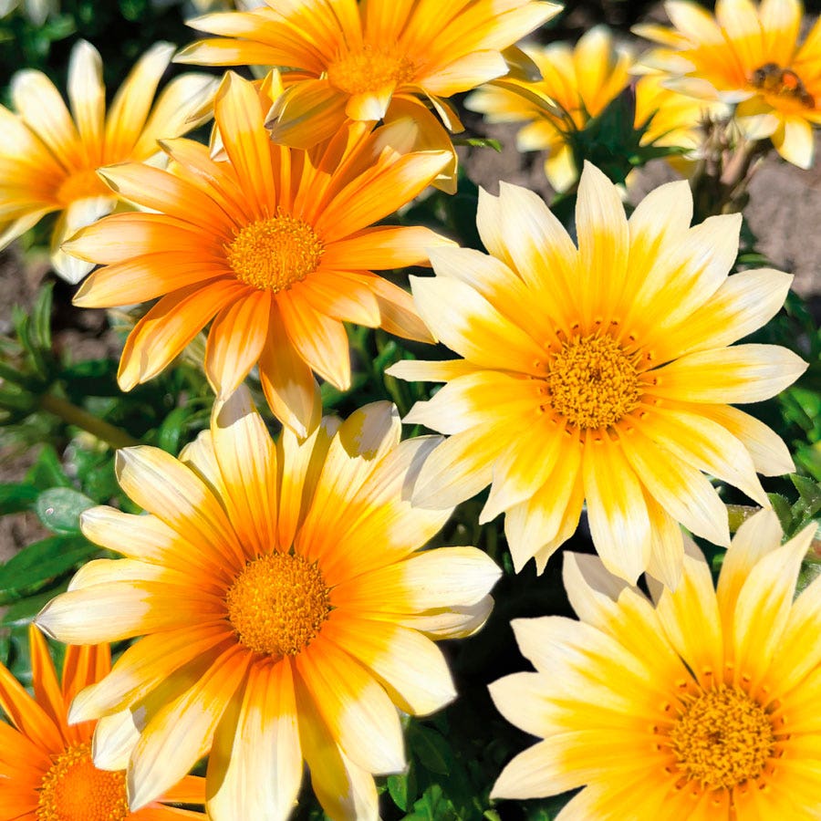 gazania plant seeds Zany Sunny-Side Up Gazania Seeds