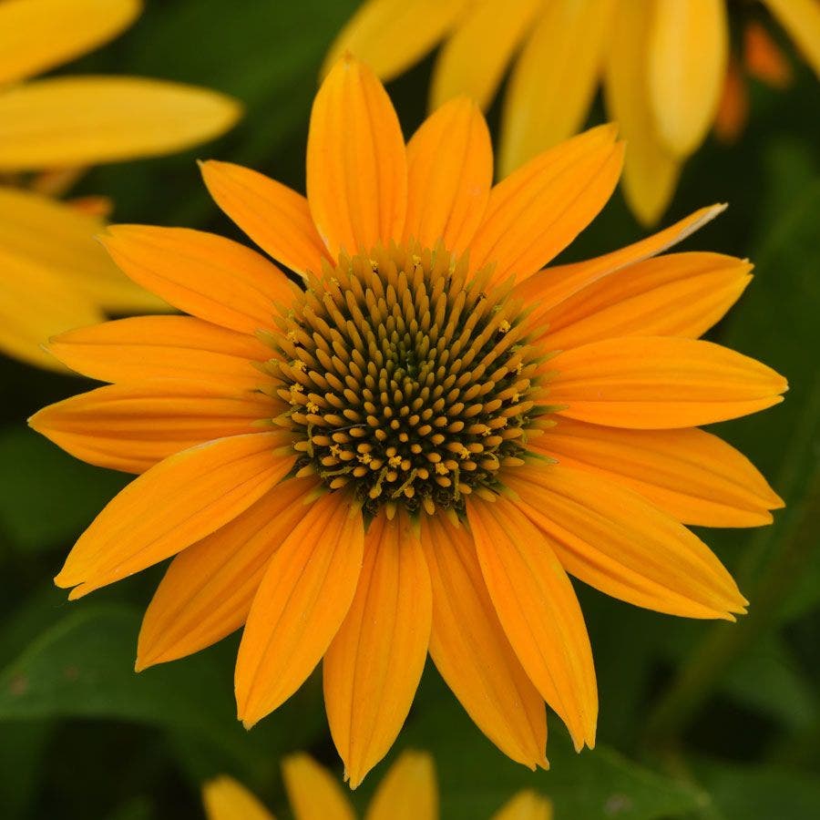 yellow echinacea seeds Artisan™ Collection Yellow Ombre Echinacea Seeds