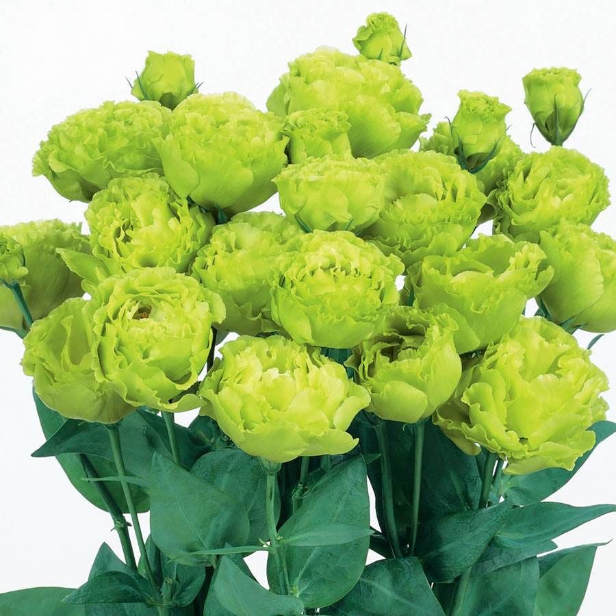 seeds 2 plant Rosanne 2 Lisianthus Seeds – Park Seed