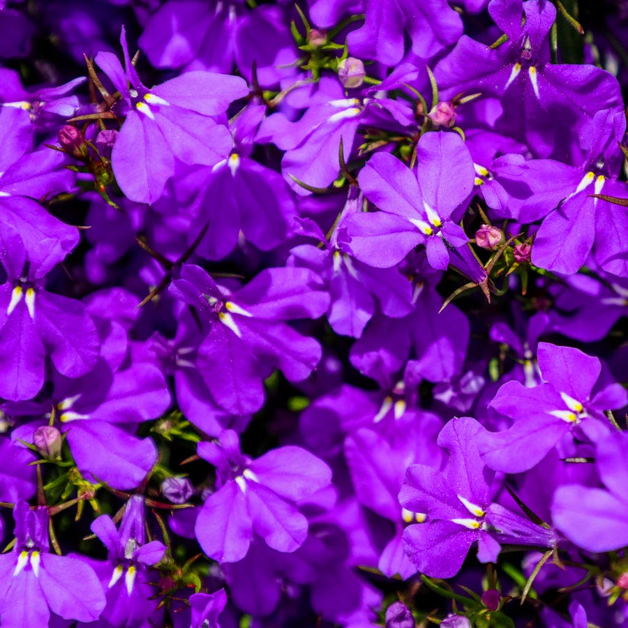 Crystal Palace Lobelia Seeds