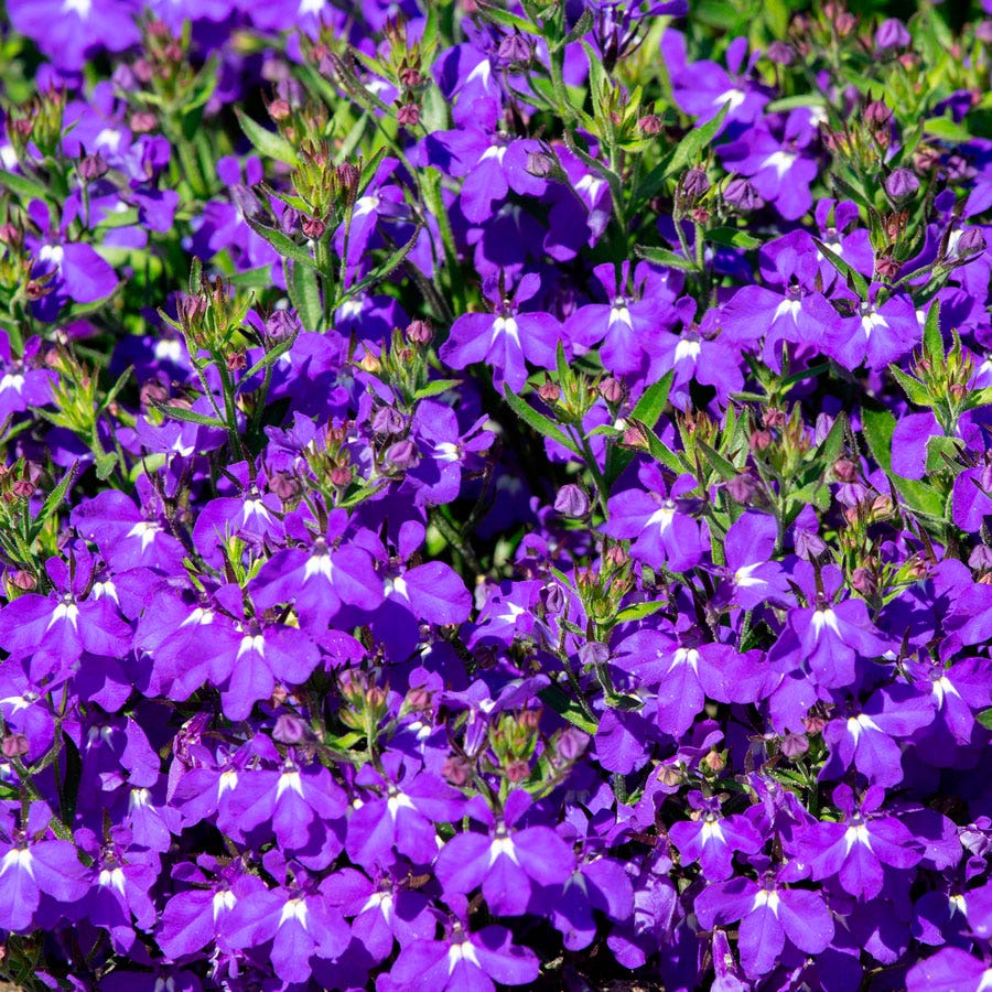 Crystal Palace Lobelia Seeds