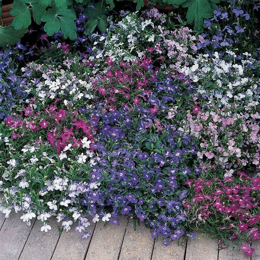 planting lobelia seeds indoors Riviera Mixture Lobelia Seeds