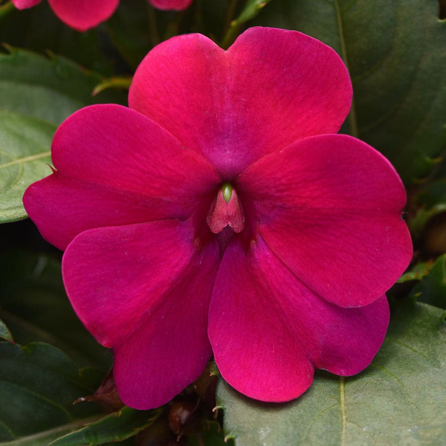 magenta plant seed Solarscape® Magenta Bliss Interspecific Impatiens Seeds
