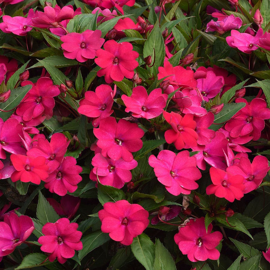 Solarscape® Magenta Bliss Interspecific Impatiens Seeds
