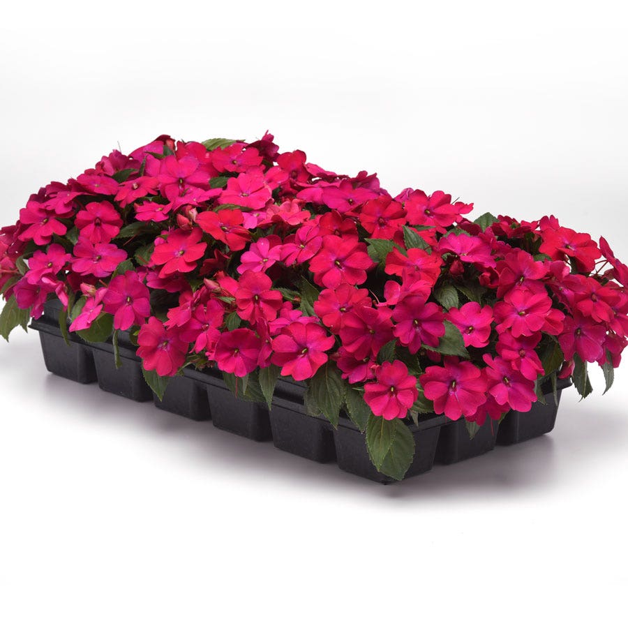Solarscape® Magenta Bliss Interspecific Impatiens Seeds
