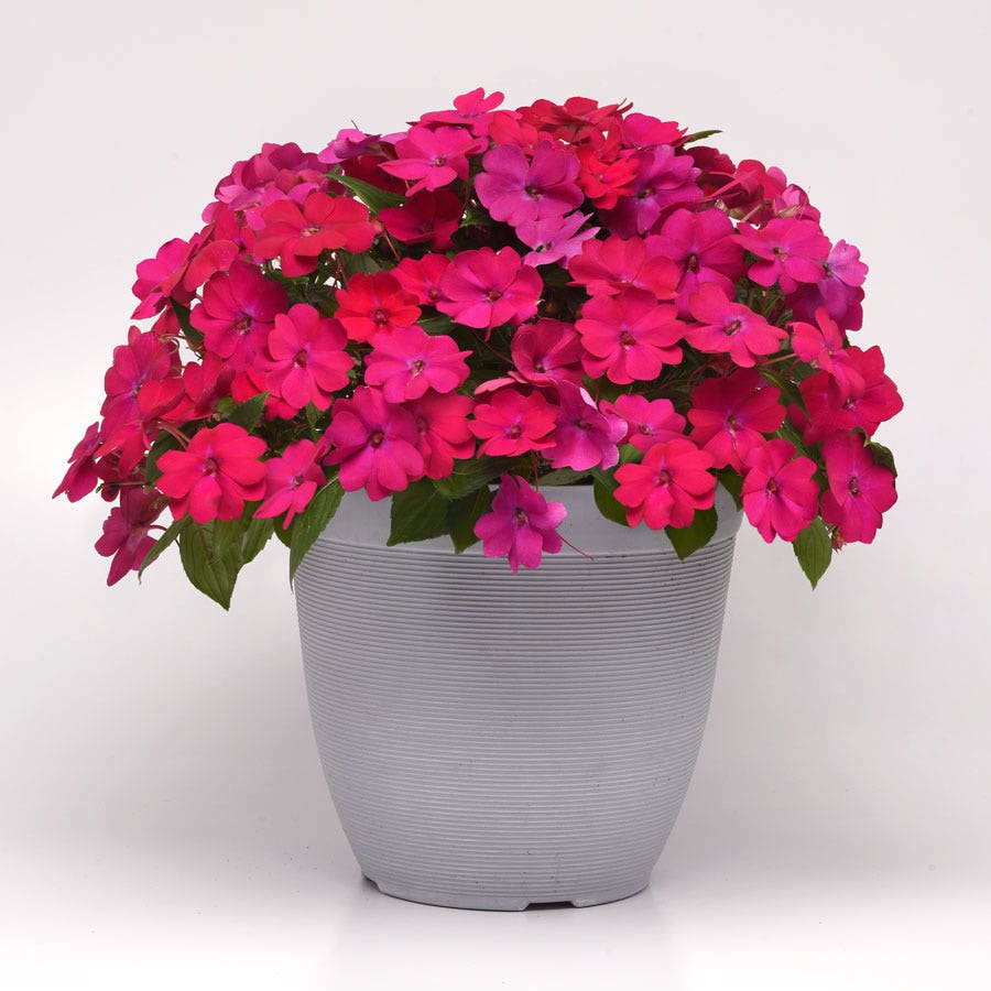 Solarscape® Magenta Bliss Interspecific Impatiens Seeds