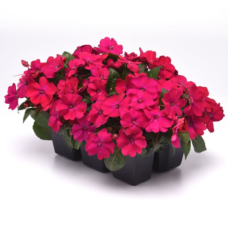 Solarscape® Magenta Bliss Interspecific Impatiens Seeds