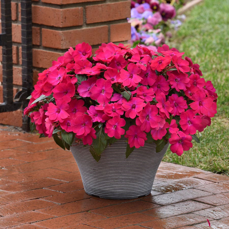 Solarscape® Magenta Bliss Interspecific Impatiens Seeds