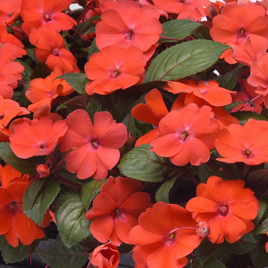 Solarscape® Orange Burst Interspecific Impatiens Seeds