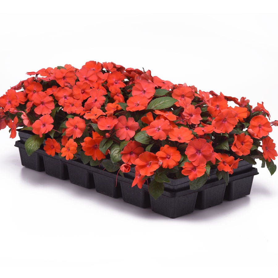 Solarscape® Orange Burst Interspecific Impatiens Seeds