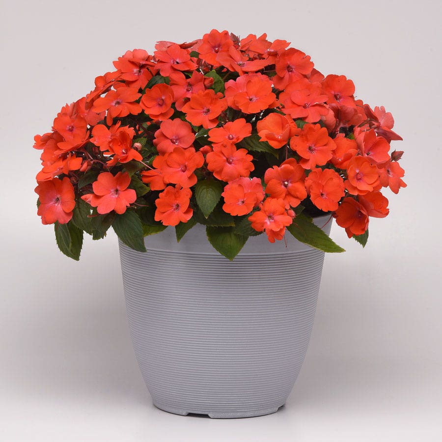 Solarscape® Orange Burst Interspecific Impatiens Seeds