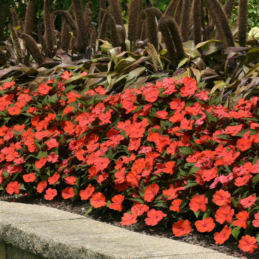 Solarscape® Orange Burst Interspecific Impatiens Seeds