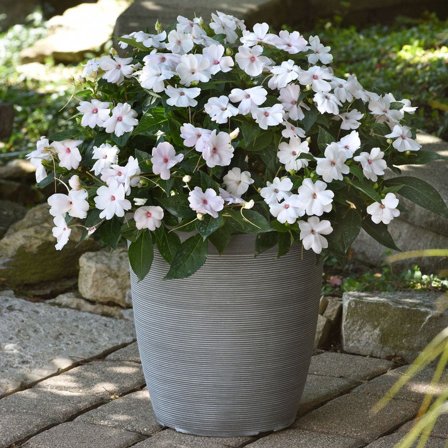 Solarscape® White Shimmer Interspecific Impatiens Seeds