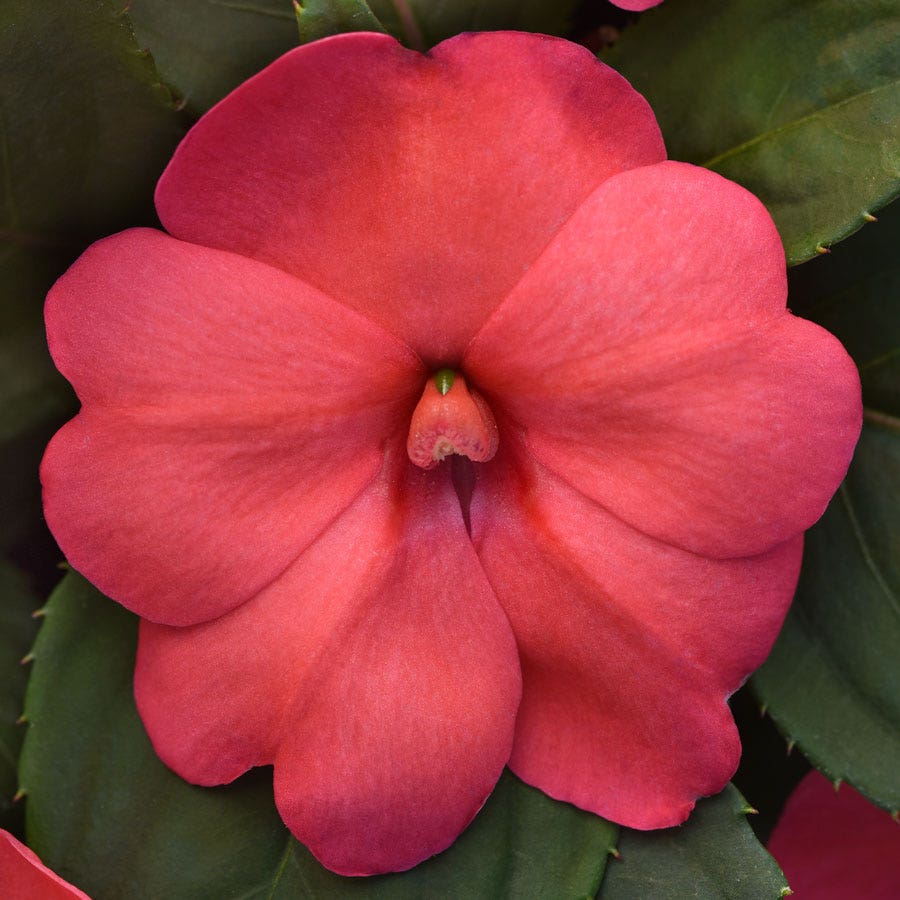 Solarscape® XL Salmon Glow Interspecific Impatiens Seeds