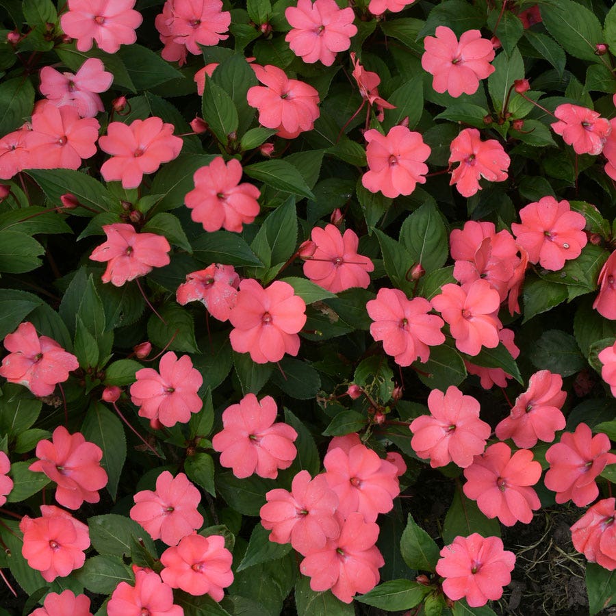 Solarscape® XL Salmon Glow Interspecific Impatiens Seeds