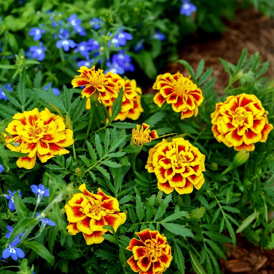 Mango Tango Marigold Seeds