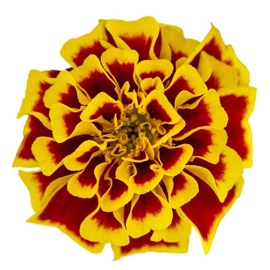 Mango Tango Marigold Seeds