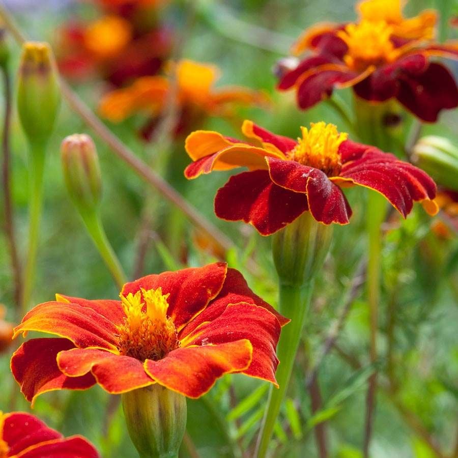 red marigold seeds Linnaeus Burning Embers Marigold Seeds