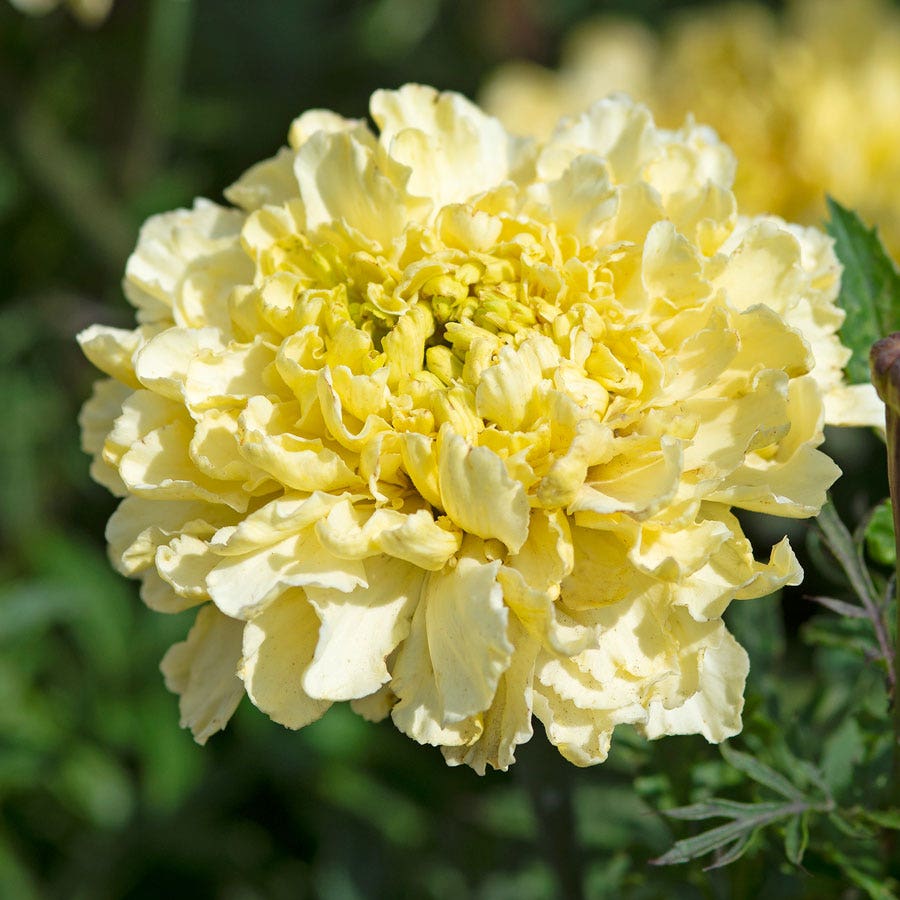 kilimanjaro white marigold seeds Sugar & Spice White Marigold Seeds