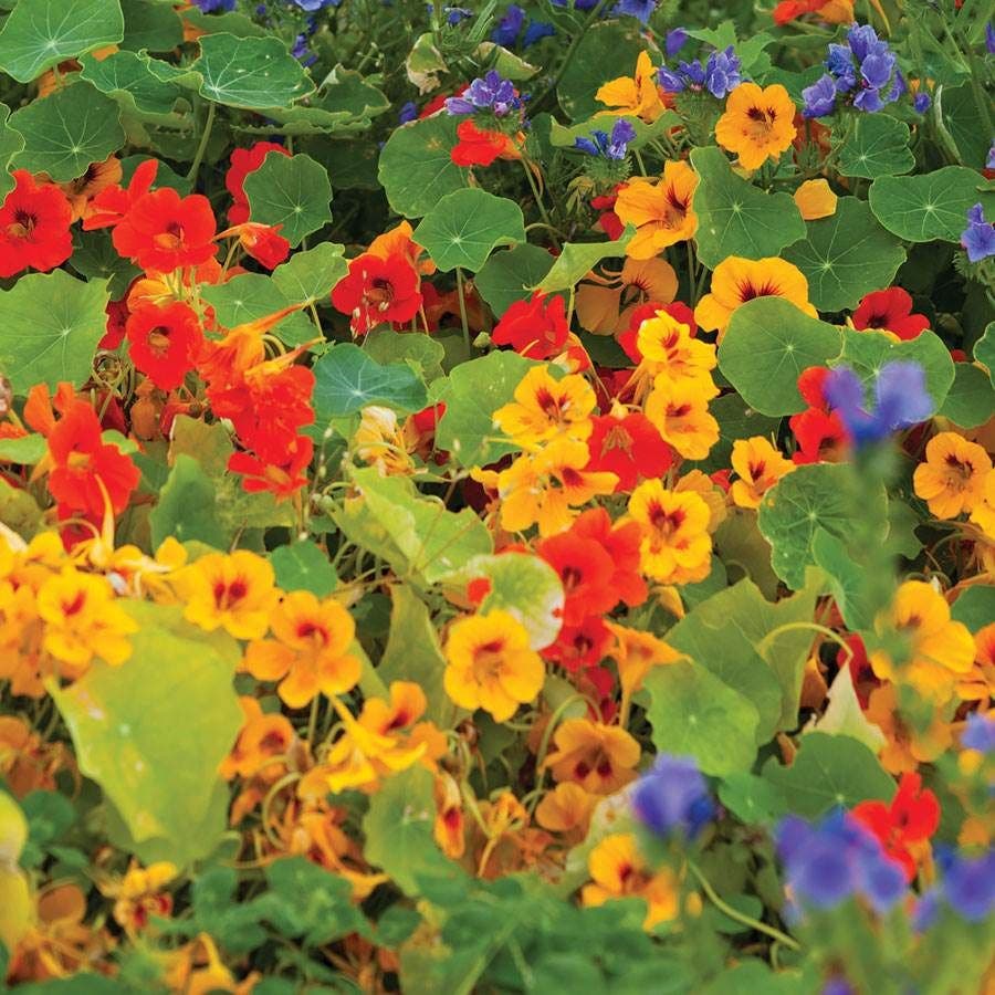 'Dwarf Compact Mixed' Nasturtium Seeds