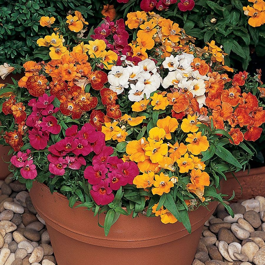 Sundrops Mixture Nemesia Seeds