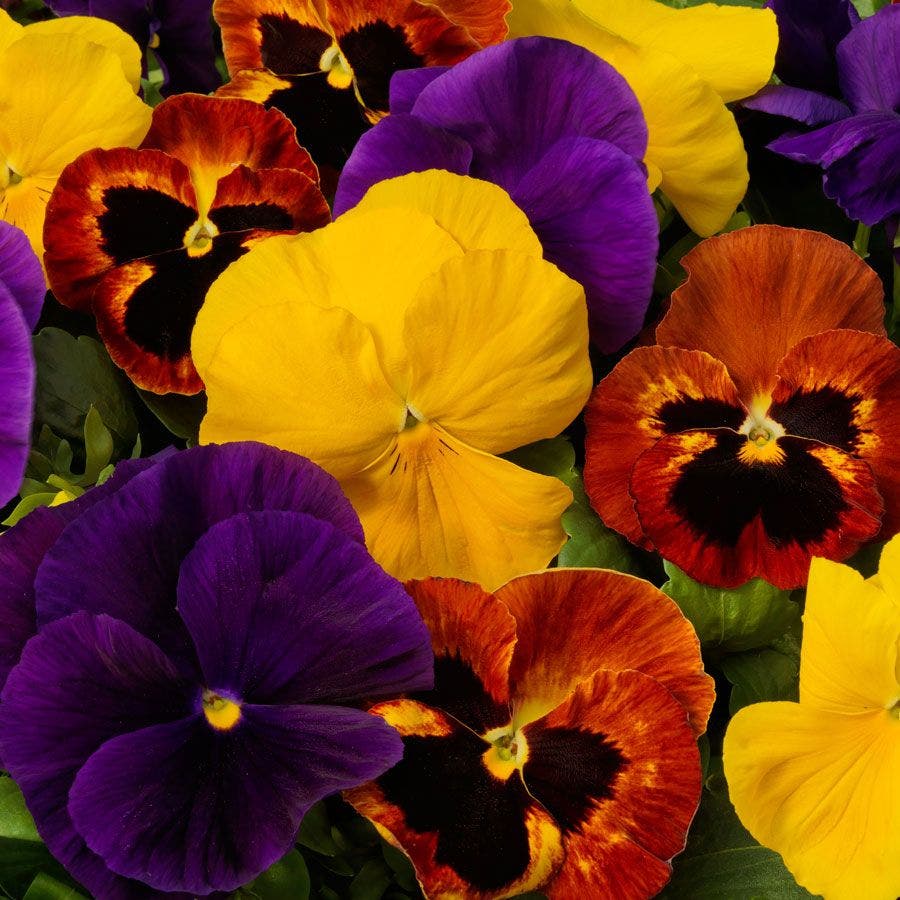 planting pansy seeds for fall Majestic Giants ll Autumn Mix Pansy Seeds