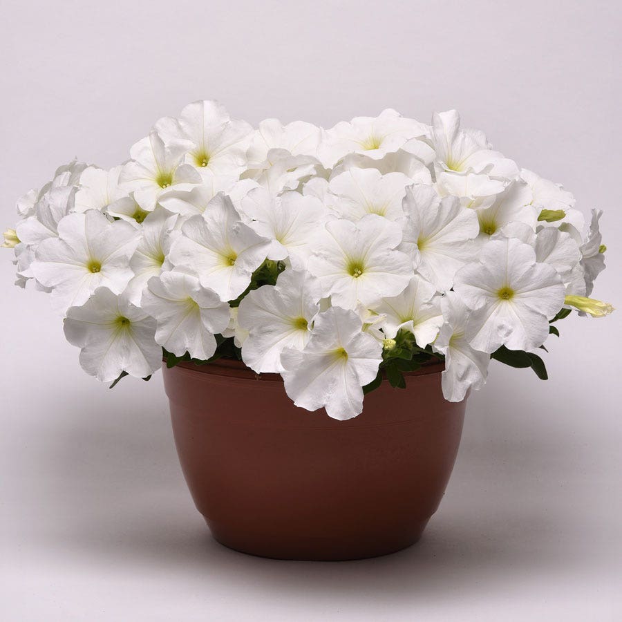 E3 Easy Wave® White Petunia Seeds