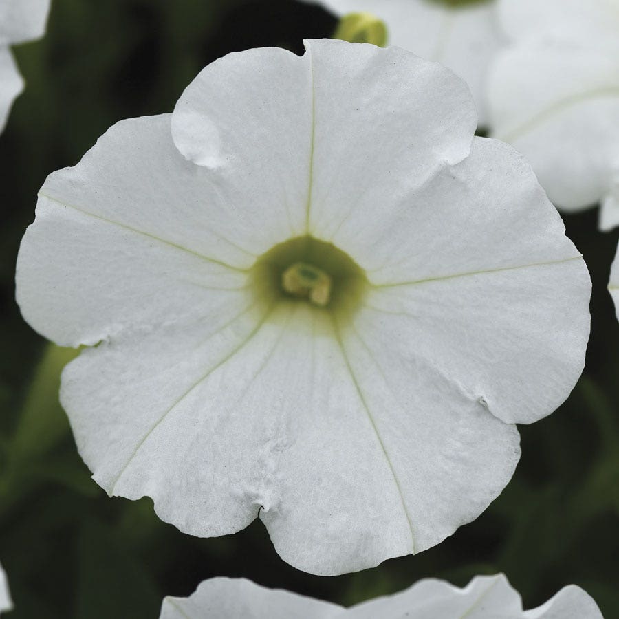 Shock Wave® White Petunia Seeds