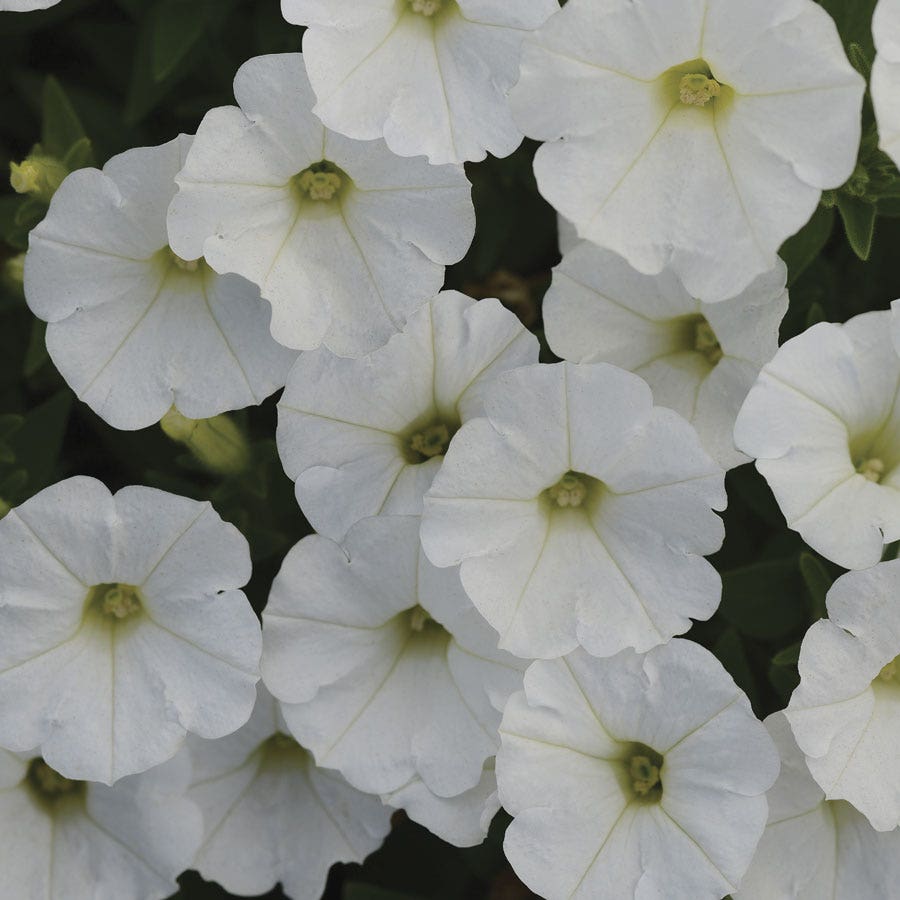 Shock Wave® White Petunia Seeds