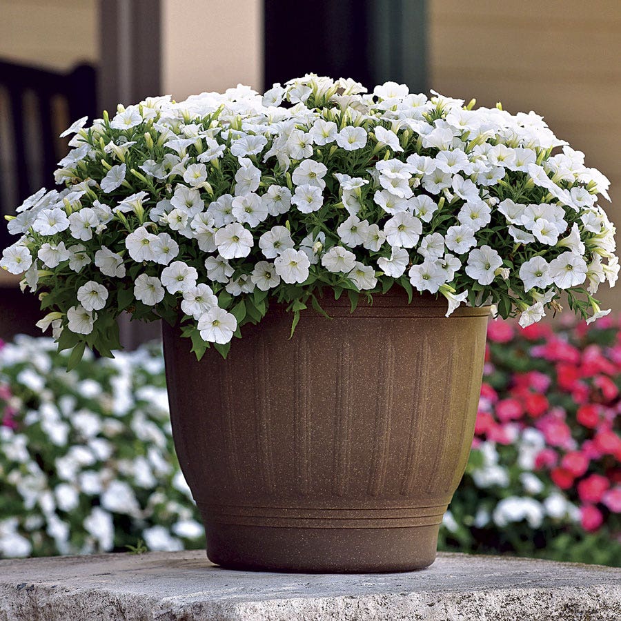 Shock Wave® White Petunia Seeds