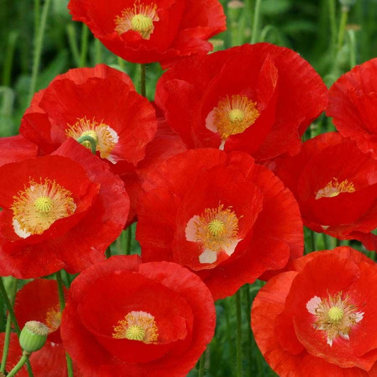 'American Legion' Heirloom Poppy Seeds