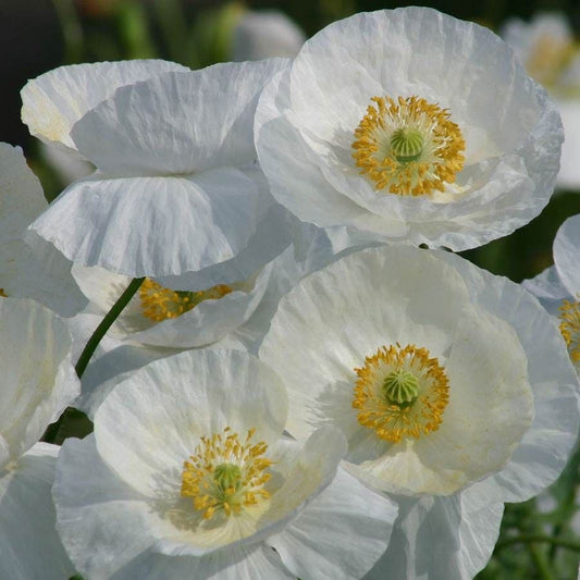 'Bridal Silk' Poppy Seeds