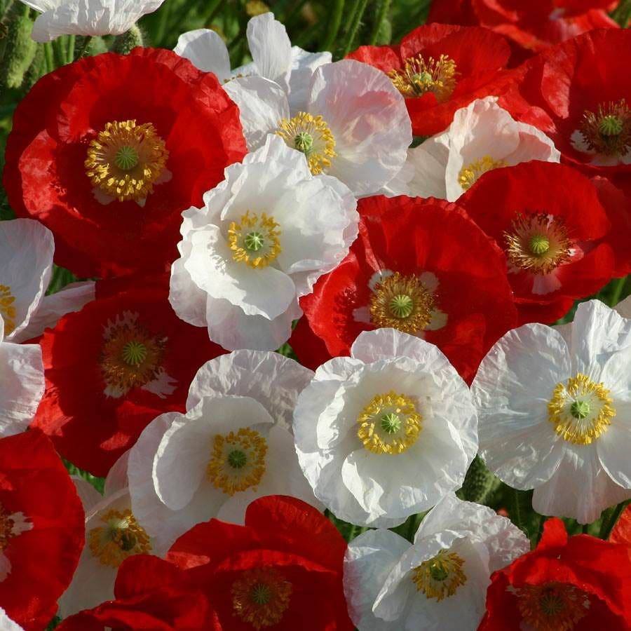 poppy flower seed National Mix' Poppy Seeds – Park Seed