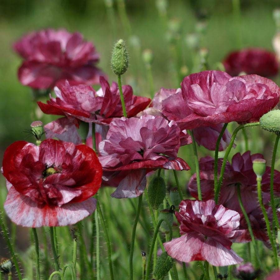 poppy plants seeds Pandora' Poppy Seeds – Park Seed
