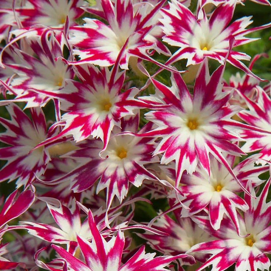 phlox from seed to flower Popstars™ Rose With Eye Phlox Seeds