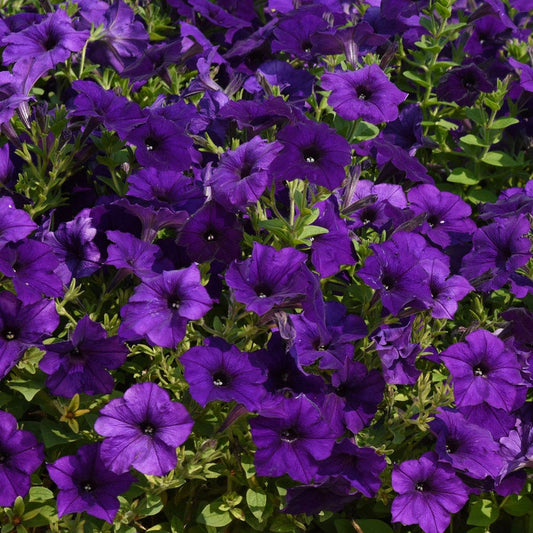 E3 Easy Wave® Blue Petunia Seeds