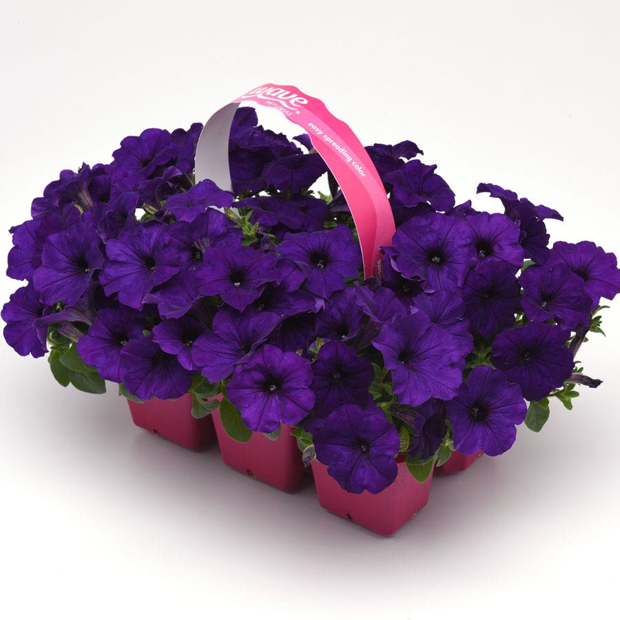 E3 Easy Wave® Blue Petunia Seeds