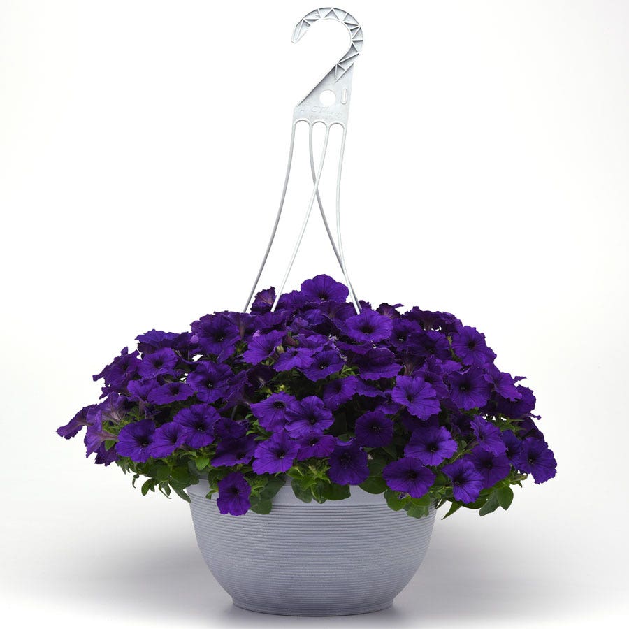 E3 Easy Wave® Blue Petunia Seeds