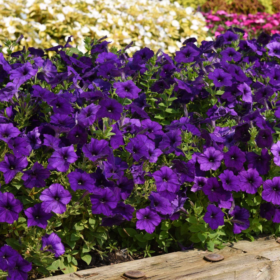 E3 Easy Wave® Blue Petunia Seeds