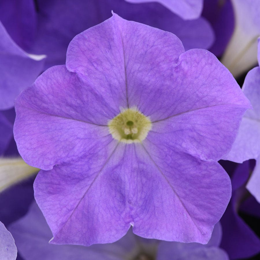 E3 Easy Wave® Sky Blue Petunia Seeds
