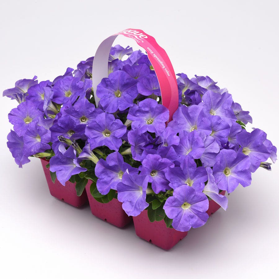E3 Easy Wave® Sky Blue Petunia Seeds