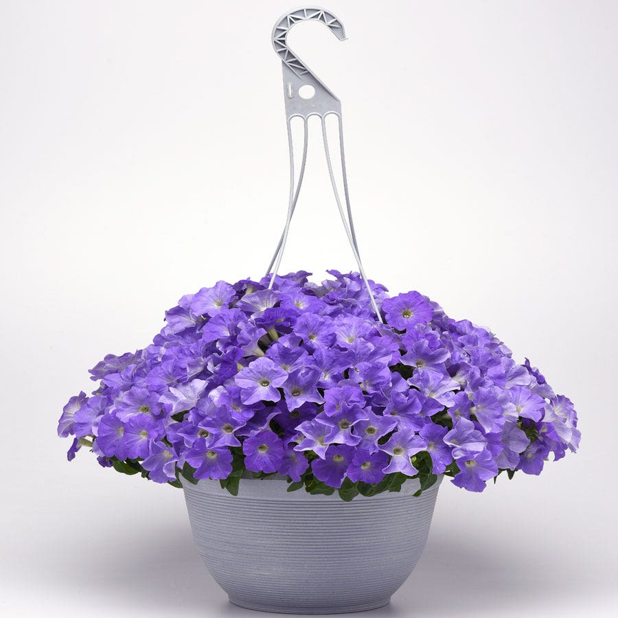 E3 Easy Wave® Sky Blue Petunia Seeds