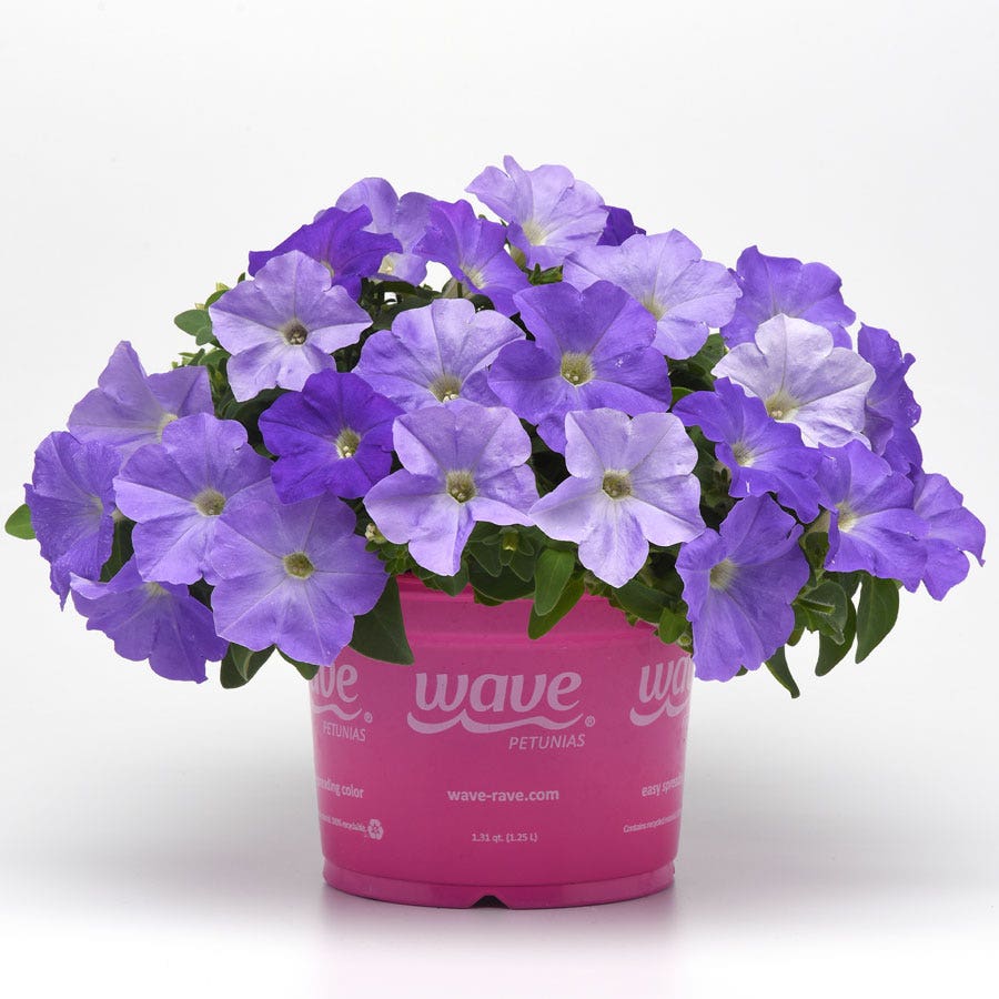 E3 Easy Wave® Sky Blue Petunia Seeds