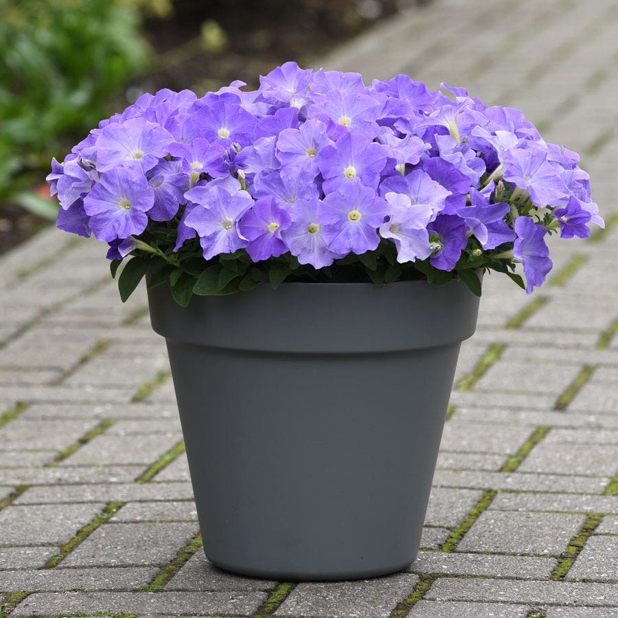 E3 Easy Wave® Sky Blue Petunia Seeds
