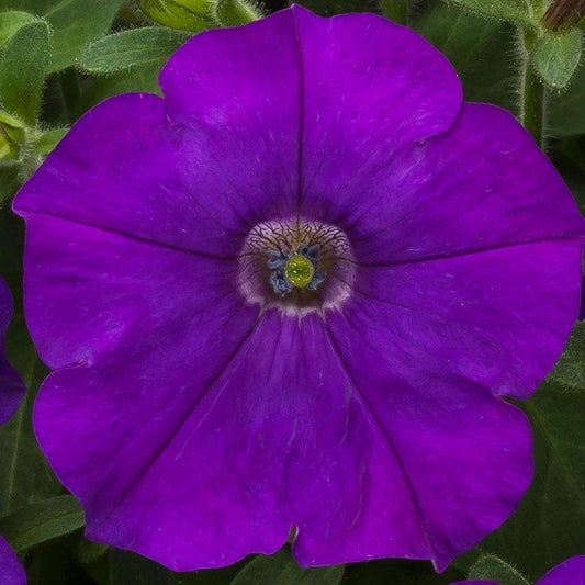 FlashForward™ Blue Petunia Seeds