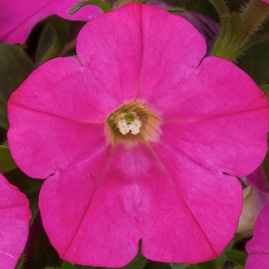 FlashForward™ Pink Petunia Seeds