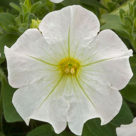 FlashForward™ White Petunia Seeds