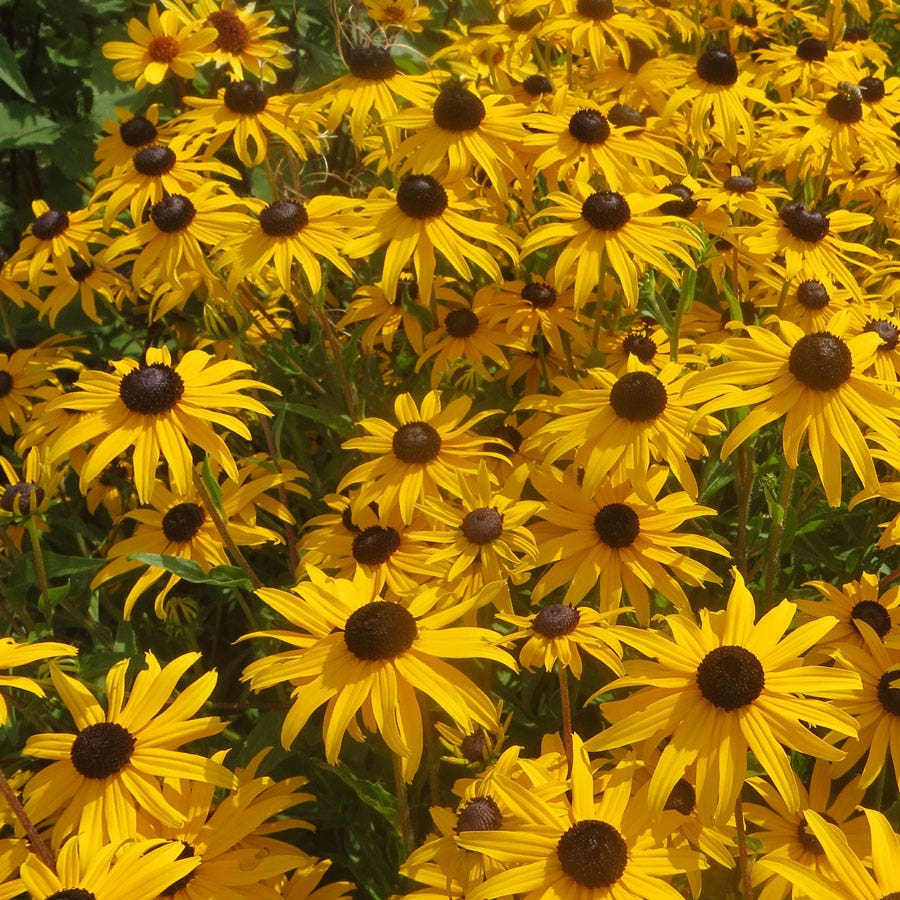 Goldblitz Rudbeckia Seeds