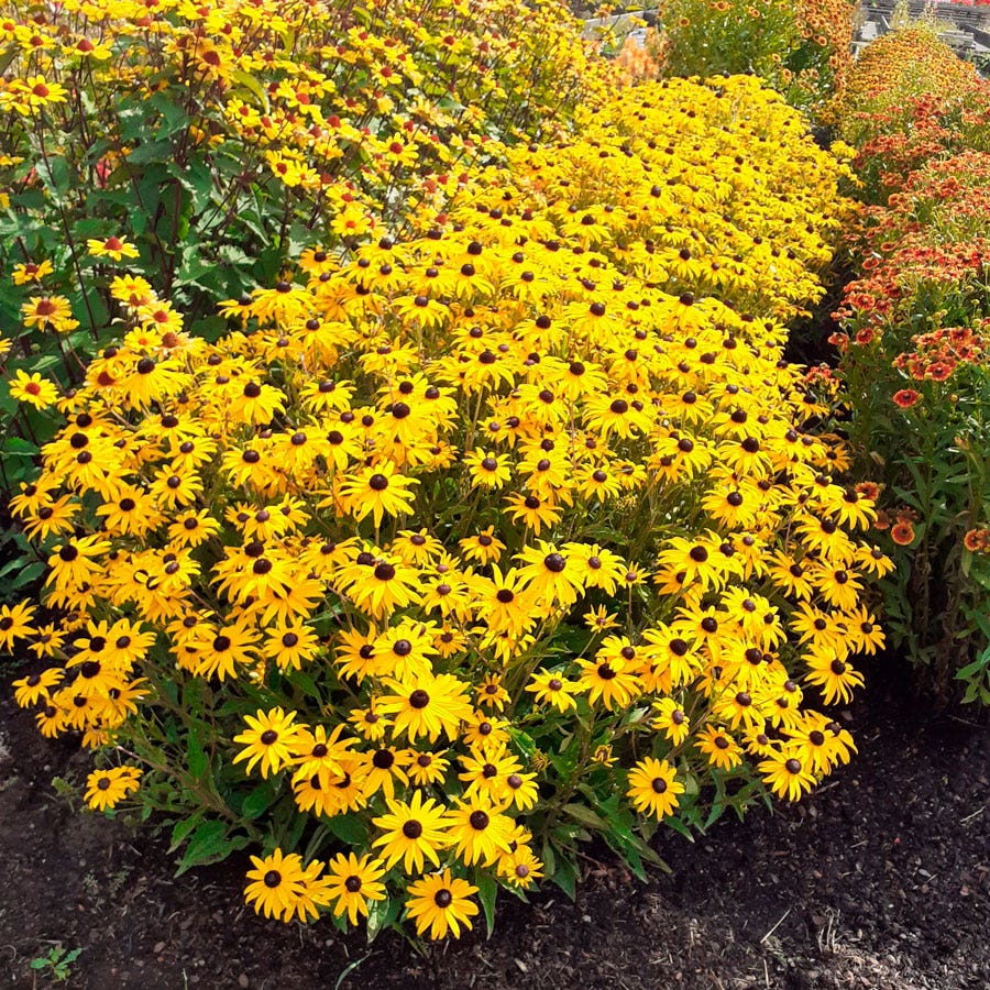 Goldblitz Rudbeckia Seeds
